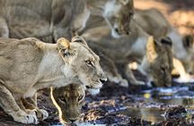 Safari Game Drive Zambezi National Park