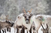 Ivalo: Aurora Hunting with Reindeer