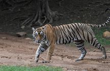 4 Day Golden Triangle Tour With Ranthambore Tiger Safari