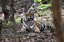 Ranthambore Tiger Safari Day Trip from Jaipur