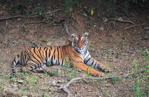 Ranthambore Tiger Safari Day Trip from Jaipur