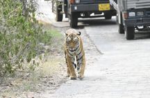 Ranthambore Tiger Safari Day Trip from Jaipur