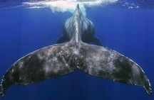 Small Group Boat Whale and Dolphin Watching Tour