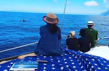 Small Group Boat Whale and Dolphin Watching Tour