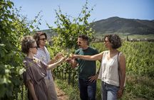 Alsace Wine Tour Small Group Tour from Strasbourg