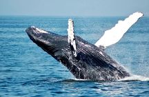 Whale Watching Tour 