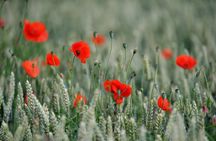 Ypres Battlefields and Passchendaele Museum Full Day Tour