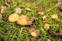 It Smells Like Mushrooms