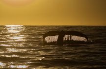 Sunset Whale Watching in Cabo San Lucas