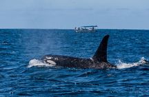 Sunset Whale Watching in Cabo San Lucas