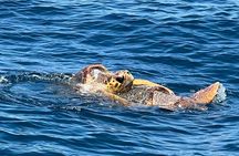 EARLY BIRD SPECIAL: Speed Boat & Dolphin Cruise in Ocean City, MD