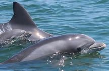 EARLY BIRD SPECIAL: Speed Boat & Dolphin Cruise in Ocean City, MD