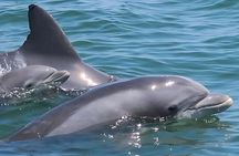 45-Minute Sea Rocket Speed Boat & Dolphin Cruise in Ocean City MD