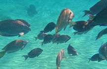 Private Marine Biologist–Led Turtle Snorkel Ethical & Educational