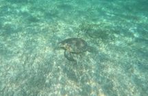 Private Marine Biologist–Led Turtle Snorkel Ethical & Educational