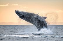 Winter Whale Watching Adventure in Kauai