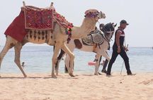 Horse Riding Tour in Hurghada – 3Hours Desert & Sea with Transfer