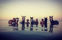 Horse Riding Tour in Hurghada – 3Hours Desert & Sea with Transfer