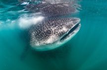 Snorkel with Whale Sharks in La Paz