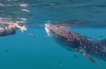 Snorkel with Whale Sharks in La Paz