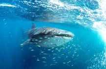 Snorkel with Whale Sharks in La Paz