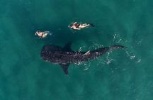 Snorkel with Whale Sharks in La Paz