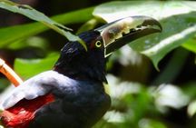 Rainforest and Waterfall Tour with Chocolate and Coffee 