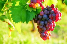 Provencal Market and Wine Tasting Full Day Shared Tour from Nice