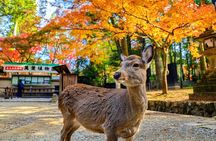 Morning Wonder World Heritage Nara Guided Tour