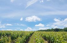 Loire Valley Tour from Amboise Vouvray Wine Tasting