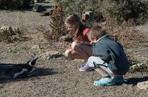 Punta Tombo Shore Tour for Princess passengers in Puerto Madryn