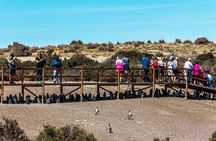 Punta Tombo Shore Tour for Princess passengers in Puerto Madryn