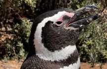 Punta Tombo Shore Tour for Princess passengers in Puerto Madryn