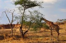 6 days Tarangire Ngorongoro Crater and Serengeti National Park
