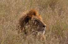 6 days Tarangire Ngorongoro Crater and Serengeti National Park