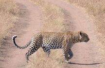 6 days Tarangire Ngorongoro Crater and Serengeti National Park