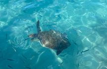 Private guided tour, swim with turtles and visit the best beaches