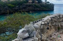 Private Tour,Swim with Turtles and beachhop the westcoast