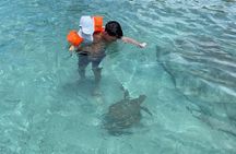 Private Tour,Swim with Turtles and beachhop the westcoast