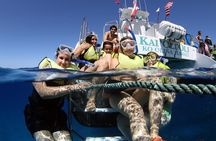 3 Ziplines & Dolphin Watching Snorkel Adventure