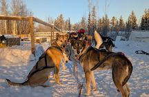 Alaskan Husky Dog Sledding at Yellowknife Enodah Kennel 