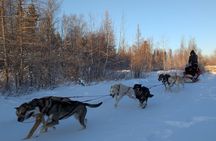Alaskan Husky Dog Sledding at Yellowknife Enodah Kennel 