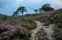 Highland Cow Hike in Edinburgh