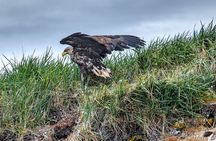 Puffin and Wildlife Boat Tour