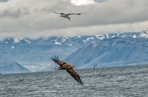 Puffin and Wildlife Boat Tour