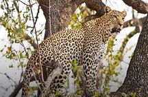 4 Day Chobe Safari Park and Victoria Falls Combo