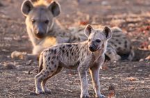 5 Days - Classic Victoria Falls & Chobe National Park Safari Trip