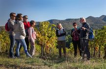Walks in the heart of the secret vineyards around Collioure, tastings