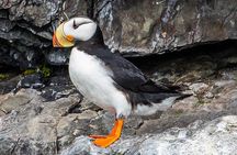 Captain's Choice Kenai Fjords National Park Tour from Seward