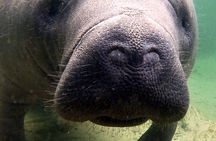 Guided Kayaking Manatee Tour near Orlando